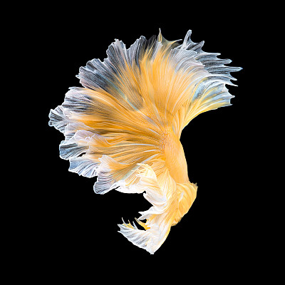 斗鱼，暹罗斗鱼孤立在黑色背景图片下载