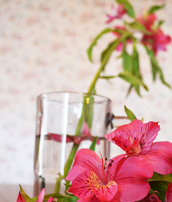 近距离的抽象照片的花图片下载