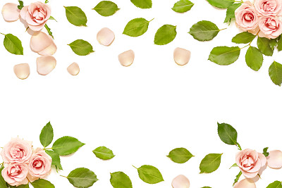 美丽的粉红色玫瑰，绿色的叶子在白色的背景。图片下载