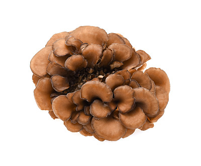 白背景上的舞茸图片下载