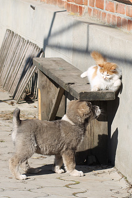 小狗和猫玩图片下载