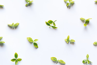 新鲜的绿叶排列在白色的背景上图片下载