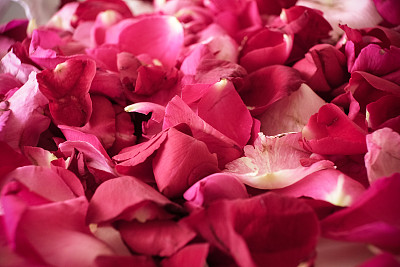 玫瑰花瓣照片素材ID：169104664