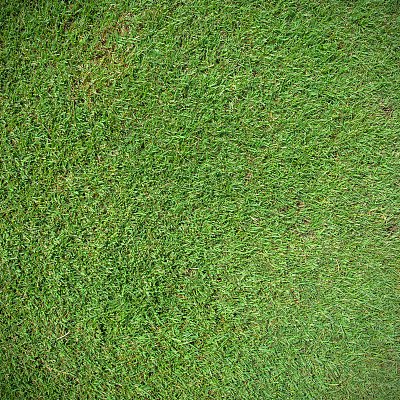 绿色的草地图片下载