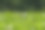 近距离的野生蜜蜂在半空中旁边的三叶草花。图片下载