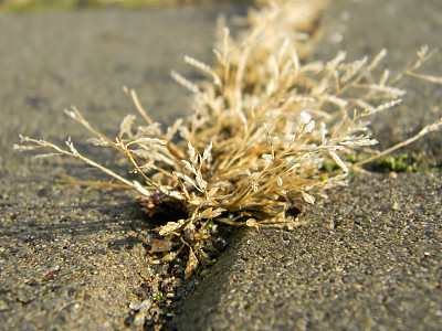 混凝土中的干草图片下载