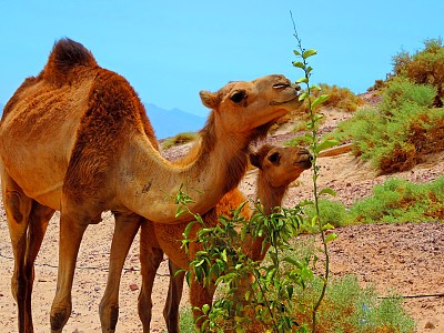 骆驼母子在树边觅食图片下载