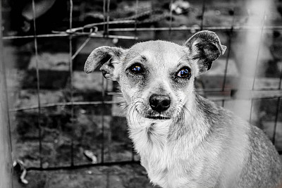 墨西哥获救狗图片下载