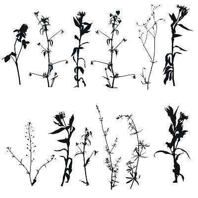 矢量野生植物剪影图片下载