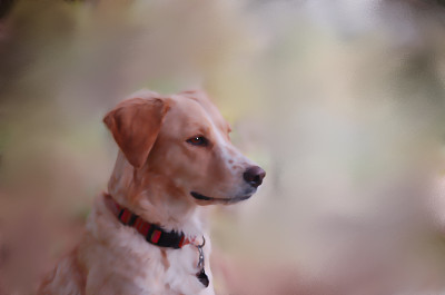 美妙的狗图片下载