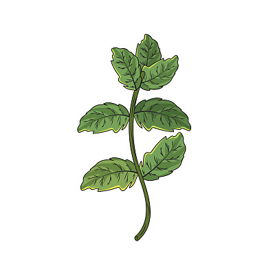 用于食品调味的薄荷植物成分图片下载