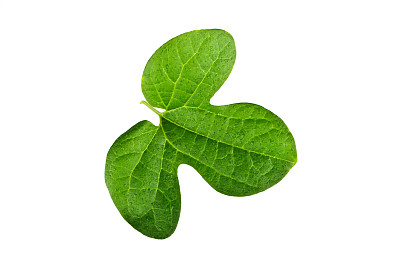 有趣的叶子图片下载