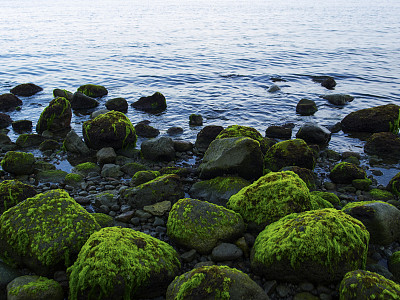 海边有蓝色的水和波纹的水。火山海滩上长满苔藓的石头。图片下载