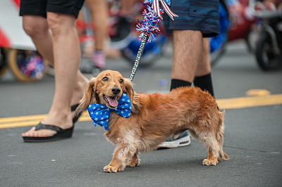 7月4日穿着戏服的快乐游行犬素材图片