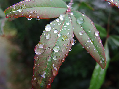 水滴在树叶上图片下载