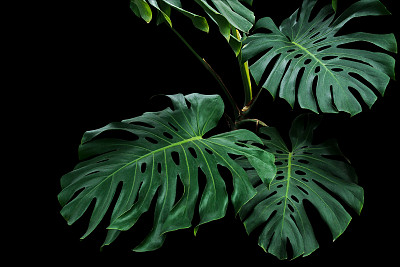 树叶图片素材ID：169127116