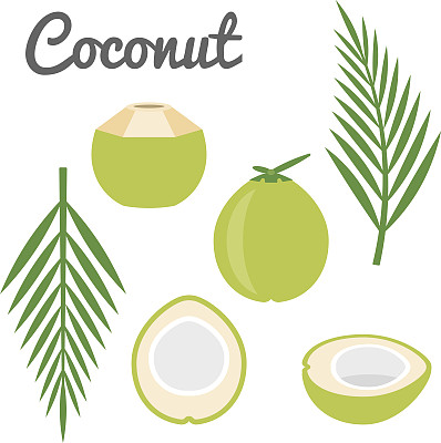 向量椰子图标图片下载