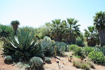 位于巴塞罗那蒙尤伊克山的植物园图片下载