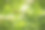 近距离的野生蜜蜂在半空中旁边的三叶草花。图片下载