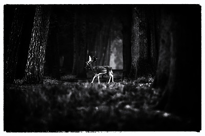 老黑白照片的休闲鹿穿过路径在迷雾森林。图片下载