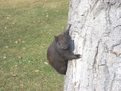 卡尔加里树王子岛公园的胖黑松鼠图片下载