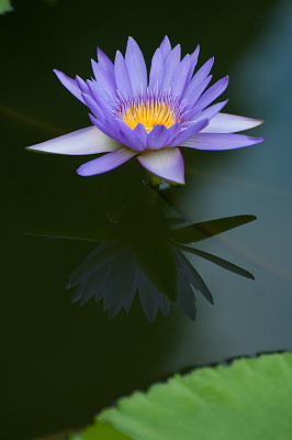 睡莲荷花素材图片