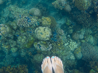 珊瑚礁上有女人的脚。水下照片与不同的珊瑚。图片下载