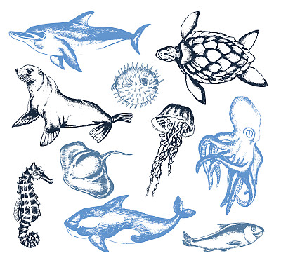 海洋生物-插图矢量vintage构成图片下载
