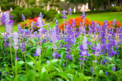 新鲜的薰衣草植物图片下载