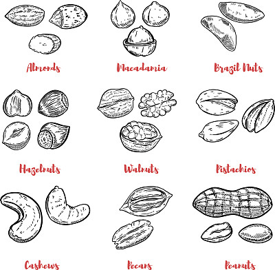 一套坚果插图。设计元素海报，菜单。矢量图图片下载