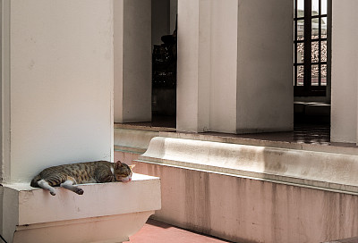 一只熟睡的猫躺在泰国曼谷一座寺庙的台阶上图片下载