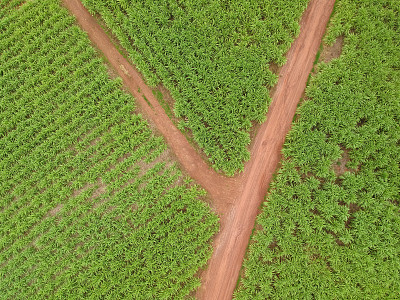 甘蔗田鸟瞰图。图片下载