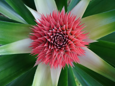 菠萝花图片下载