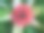 菠萝花图片下载