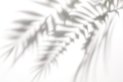 白墙上棕榈树的影子图片下载