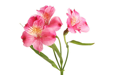 紫色alstroemeria花图片下载