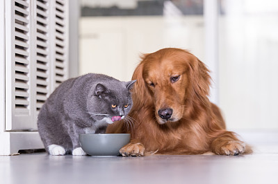 金毛猎犬和英国短毛猫正在进食图片下载