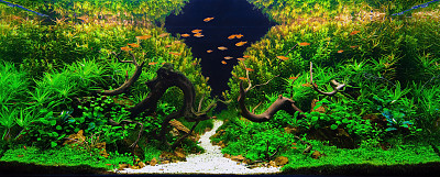 景水族植物水箱淡水素材图片