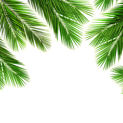 棕榈叶图片下载