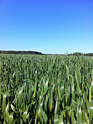 冬小麦图片下载