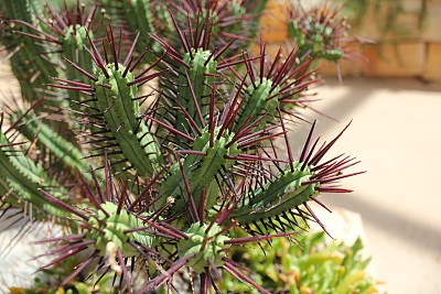 大戟-带有紫色尖刺的仙人掌图片下载