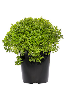 白底锅中的希腊矮罗勒图片下载