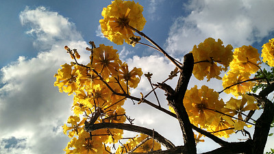 ipe黄色图片下载