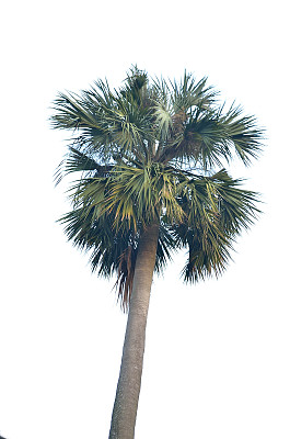 棕榈树图片下载