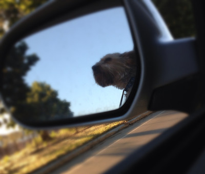 汽车镜子里的狗图片下载