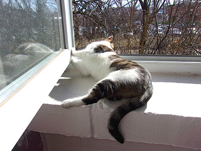 有趣的八卦的猫图片下载