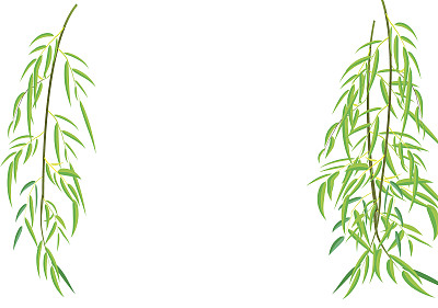 柳树树枝矢量插图图片下载