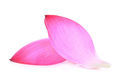 白色背景上的粉色莲花花瓣特写素材图片