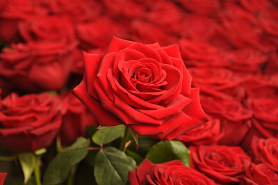 红玫瑰图片下载