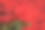 红玫瑰图片下载